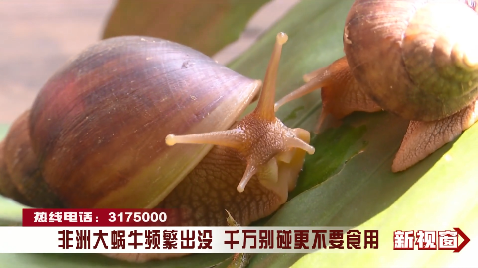 非洲大蜗牛频繁出没 千万别碰更不要食用