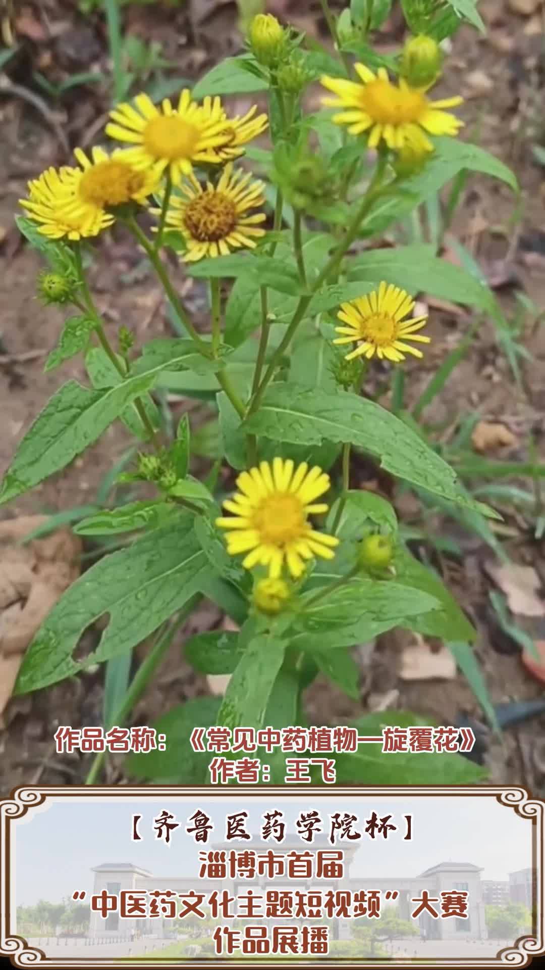 《常见中药植物—旋覆花》"齐鲁医药学院杯"淄博市首届中医药文化主题
